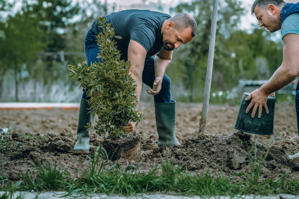 Reliable Sonoma, CA Tree Services Solutions